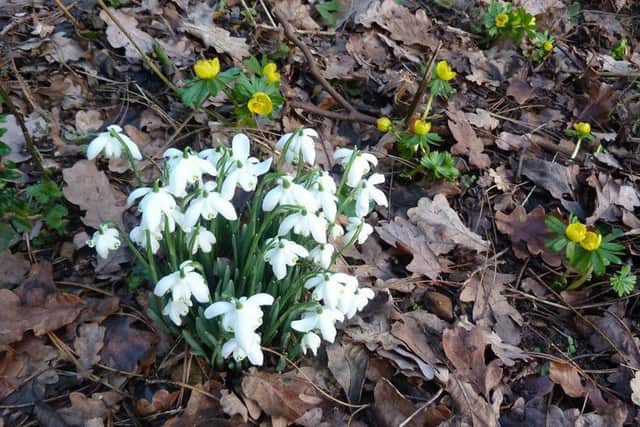 Pop along to the snowdrop festival in Gayton le Wold.