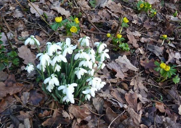 Pop along to the snowdrop festival in Gayton le Wold.