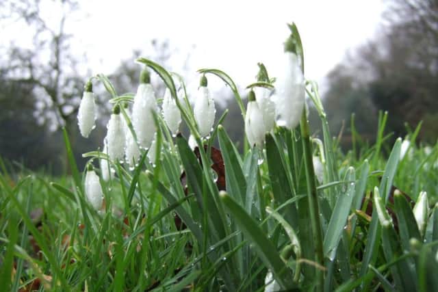 Snowdrop Sunday at Hackthorn hall