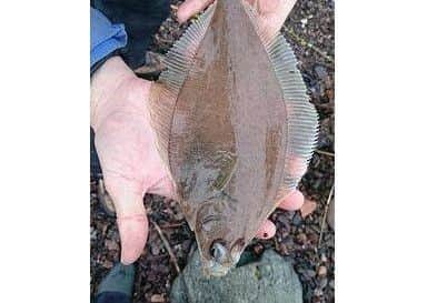 A Common Dab like this can be potentially posionous. Photo courtesy of Boston Borough Council.