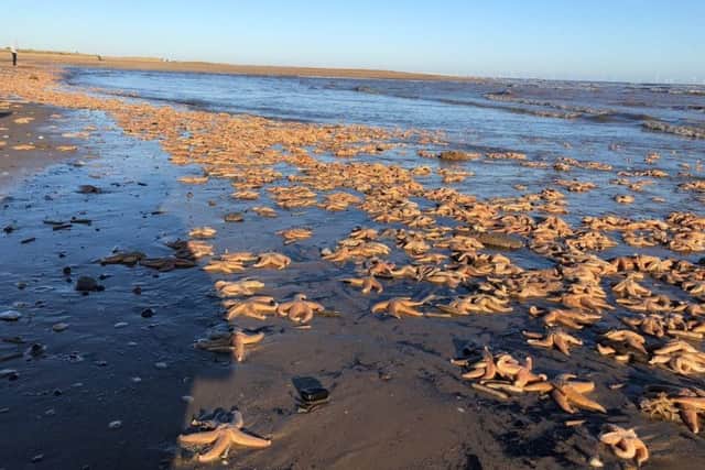People in Boston are being urged not to touch starfish in the area's tidal zones, or along neighbouring beaches in Skegness.