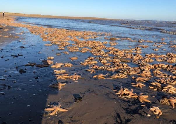 People in Boston are being urged not to touch starfish in the area's tidal zones, or along neighbouring beaches in Skegness.