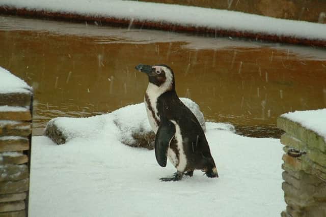 A penguin enjoying the snow at Natureland in Skegness. ANL-180227-103558001