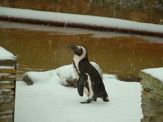 A penguin enjoying the snow at Natureland in Skegness. ANL-180227-103558001