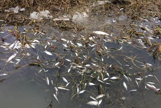 Thousands of fish are thought to have died from the ammonia pollution incident in the River Witham, says Lincolnshire Rivers Trust.