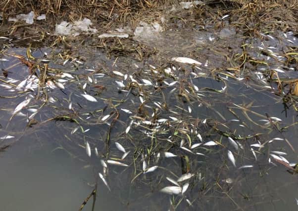 Thousands of fish are thought to have died from the ammonia pollution incident in the River Witham, says Lincolnshire Rivers Trust.