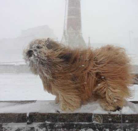 When the Beast from the East met Charlie the dog from Skegness. ANL-180203-123802001
