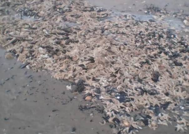 Thousands of sea creatures have washed up on the beach across the East Coast. Photo credit: Lianne Havell.