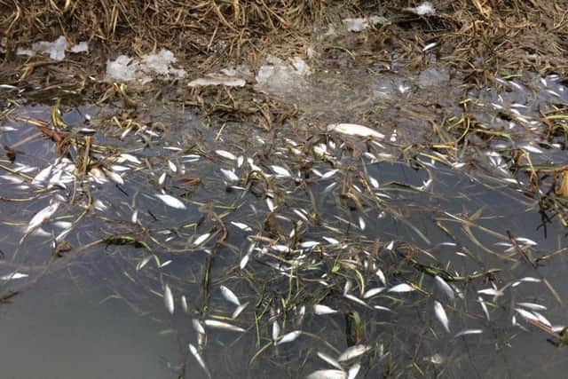 Thousands of fish are thought to have died from the ammonia pollution incident in the River Witham, says Lincolnshire Rivers Trust. EMN-180603-104616001