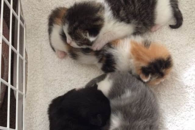 The abandoned kittens (pictured) at the centre of an RSPCA appeal. EMN-180603-112055001
