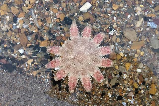 A common sunstar taken on Skegness beach by Donna Baldwin.