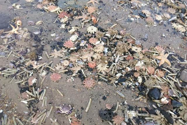 Skegness resident Donna baldwin's photo of piles of sea creatures washed up on the beach.