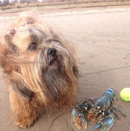 Sarah Worthington's photo of her dog Charlie with a live lobster on Skegness beach.