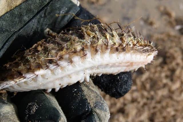A photo of a sea mouse washed up near Gibraltar Point NNR - photo by Rob Watson.