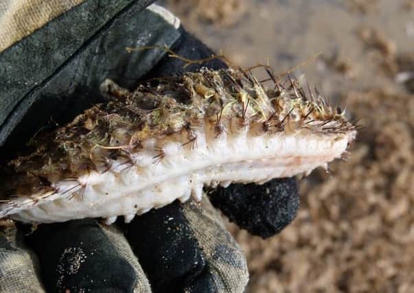 A photo of a sea mouse washed up near Gibraltar Point NNR - photo by Rob Watson.