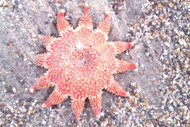Here is a Common Sunstar Crossaster Papposus.
