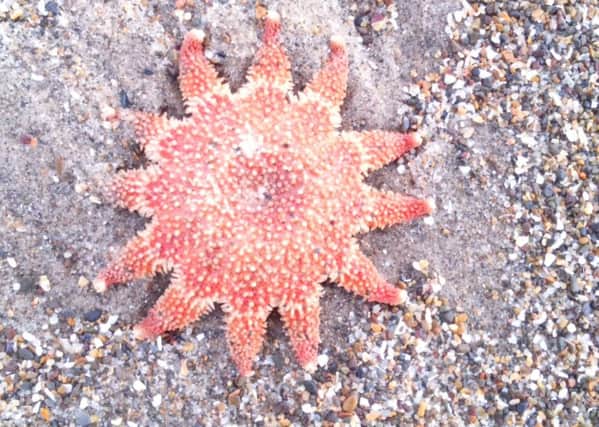 Here is a Common Sunstar Crossaster Papposus.