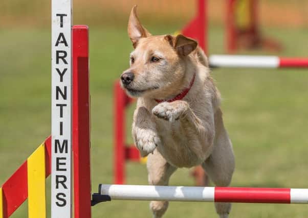 Agility dog Harley in action. EMN-180313-110932001