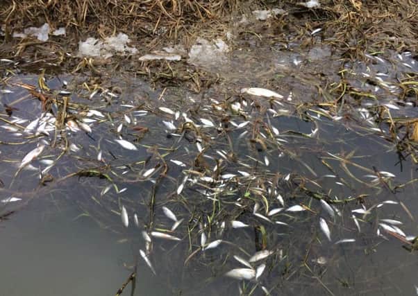 Thousands of fish are thought to have died from the ammonia pollution incident in the River Witham, says Lincolnshire Rivers Trust. EMN-180603-104616001