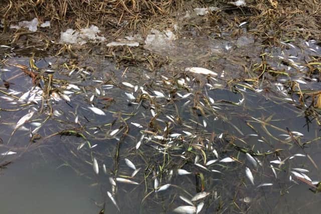 Thousands of fish are thought to have died from the ammonia pollution incident in the River Witham, says Lincolnshire Rivers Trust. EMN-180603-104616001