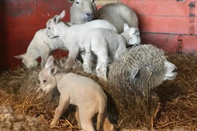 Poplar Farm in Sutton on Sea is opening up for Easter.