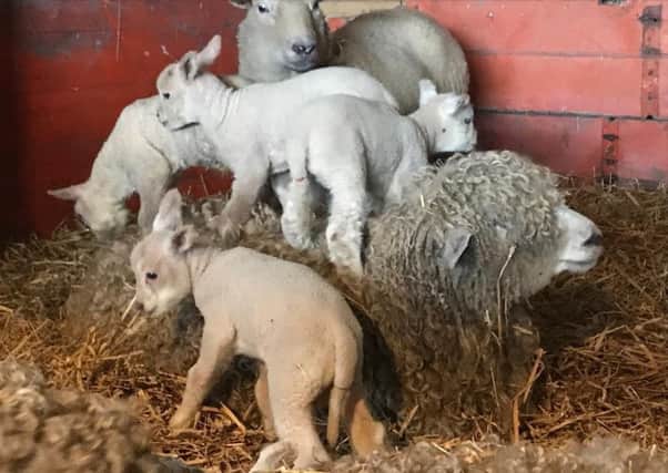 Poplar Farm in Sutton on Sea is opening up for Easter.