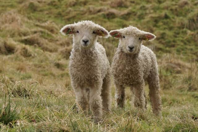 Lambs at Risby by Angela Mayne EMN-180326-134955001