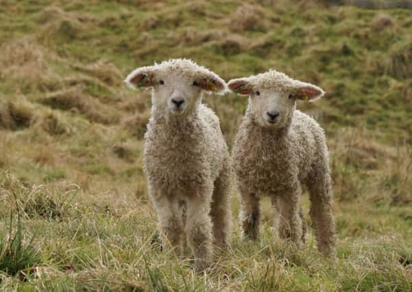 Lambs at Risby by Angela Mayne EMN-180326-134955001