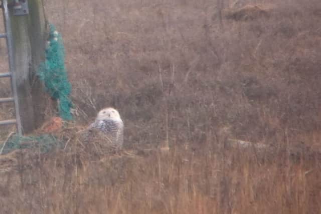 The snowy owl spotted at Wainfleet Marsh in March, believed now to have been seen at RSPB Frampton Marsh.