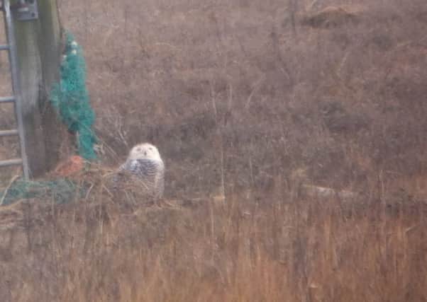 The snowy owl spotted at Wainfleet Marsh in March, believed now to have been seen at RSPB Frampton Marsh.