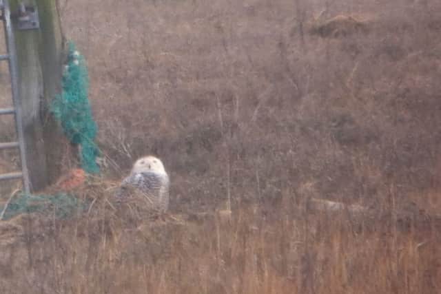 There has been a rare sighting of a Snowy Owl at Wainfleet Marsh. ANL-180321-164836001