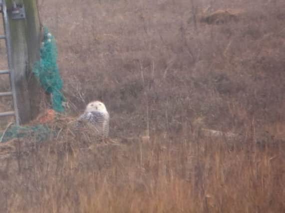There has been a rare sighting of a Snowy Owl at Wainfleet Marsh. ANL-180321-164836001