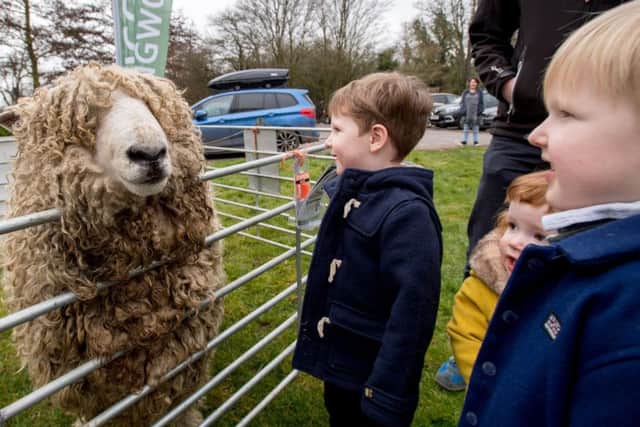 Matilda Durham, aged two, Jonah Durham, aged three and Finn Durham aged five, meet a long wool sheep at Cogglesford Mill. EMN-180326-141912001