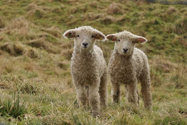 Lambs at Risby by Angela Mayne EMN-180326-134955001