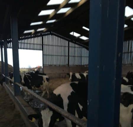 Milk from the dairy herd at Woodrow  Farm  is used to make the ice-cream on sale at Farmer Browns Ice Cream and Coffee Shop in Huttoft. ANL-180329-113256001