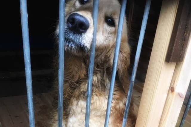 Sleaford Police officers have rescued this dog from the A15 at Leasingham. Does anyone know its owner? EMN-180304-093947001