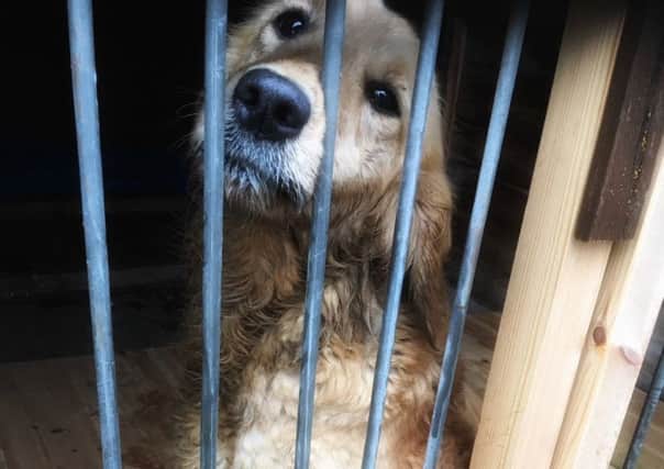 Sleaford Police officers have rescued this dog from the A15 at Leasingham. Does anyone know its owner? EMN-180304-093947001