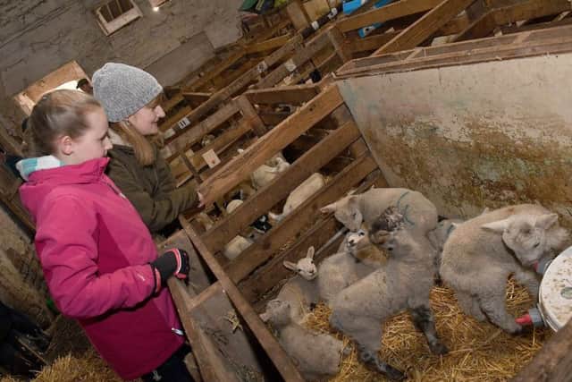 Easter Egg Hunt at Rauceby Hall, with access to the lambing sheds and daffodil gardens. Paula Howford and Lottie Wilkinson 10 of Sleaford looking at lambs in the lambing sheds. EMN-180204-090906001