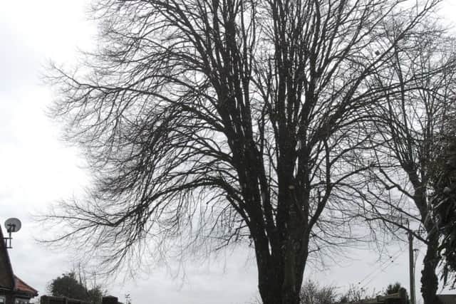 The dead tree which has been the source of conflict between NKDC tree offiicers and Heckington Parish Council. EMN-180504-184610001
