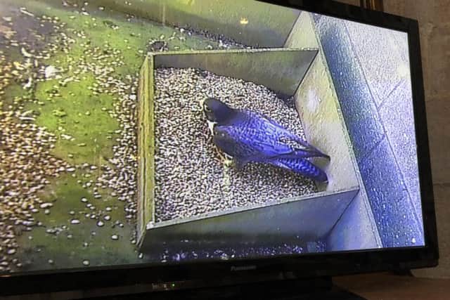 Peregrine falcons have nested again at Boston's St Botolph's Church.