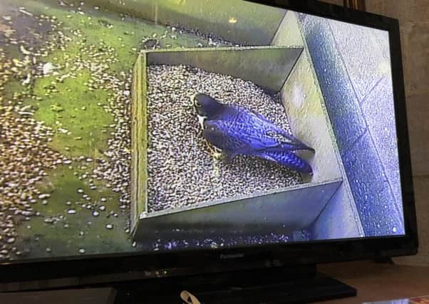 Peregrine falcons have nested again at Boston's St Botolph's Church.