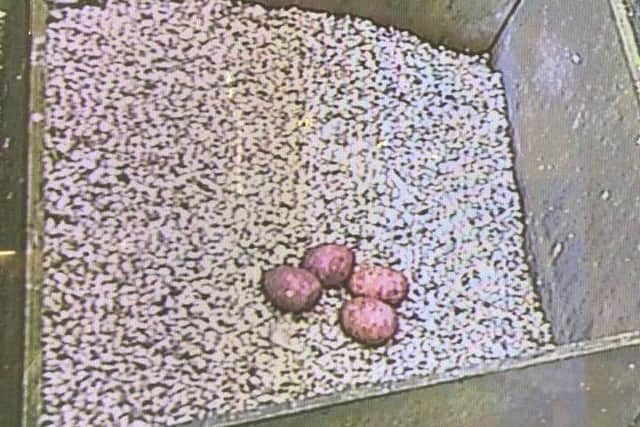The eggs are expected to hatch about the first week in May.
