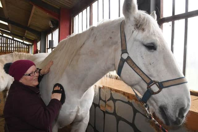 Susan Cockburn of Yorkshire grooming Bosun at the Easter Fun Day at Northcote Heavy Horse Centre. Photo: .MSKP-010418-18 ANL-180904-113527001