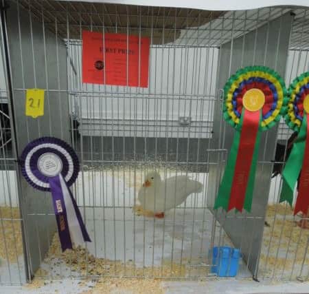 This white Call duck scooped Best Waterfowl and Best Juvenile Exhibit. EMN-180904-143304001