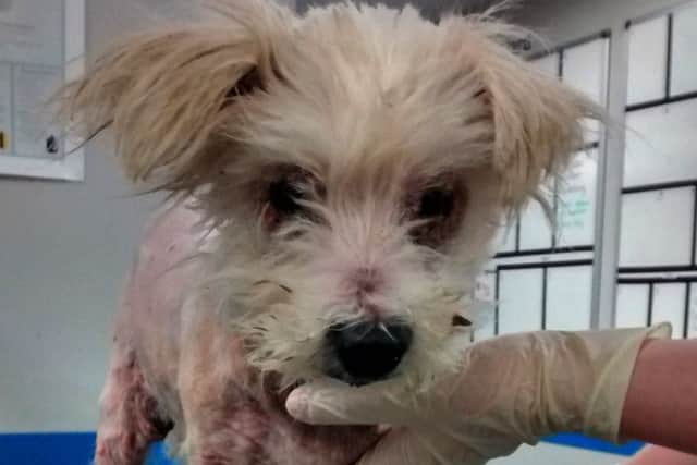 Mable was spotted in Grainthorpe, on Easter Monday in a terrible condition.