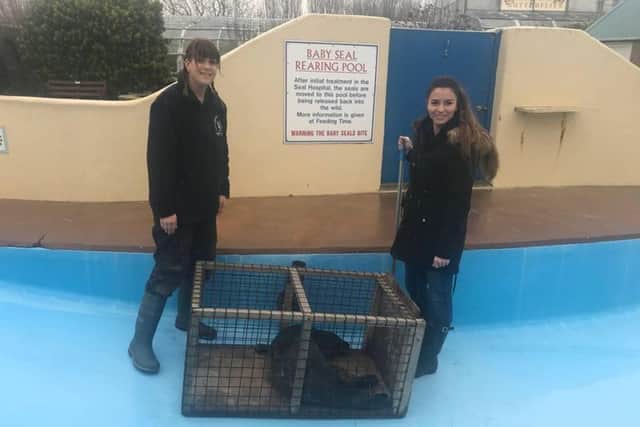 Skegness Natureland sanctuary releases its 800th adorable baby seal back into the sea