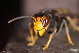 Lincolnshire's bee population could be under threat from the Asian Hornet.