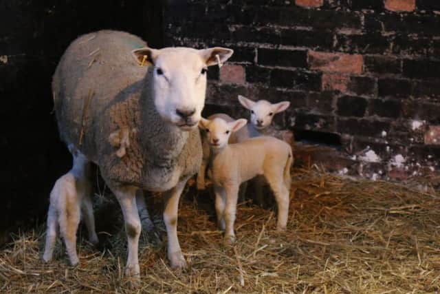 Some of the newborn lambs in Stenigot.