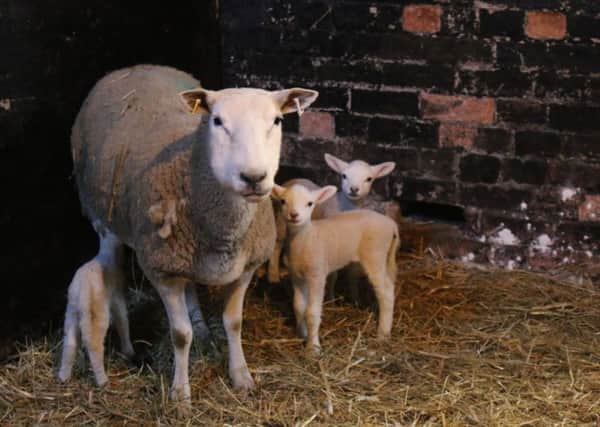 Some of the newborn lambs in Stenigot.
