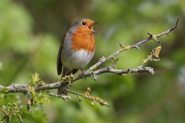 Visitors could encounter a singing robin on the Dawn Chorus Walk. Picture: Neil Smith. EMN-180425-134345001